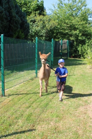 Alpakas zu Besuch in der Kita